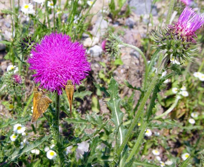  Image name: cardo2.jpg 
 width: 709 pixel 
 height: 583 pixel 
 Size: 114728 bytes 
 Click to enlarge 